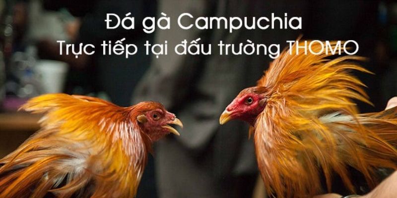 Đỉnh cao đá gà Thomo tại nhà cái trực tuyến 69vn